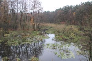 Widok na rzekę i otaczającą przyrodę