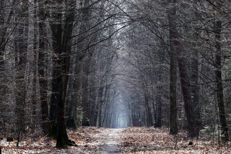 Ścieżka leśna otoczona drzewami