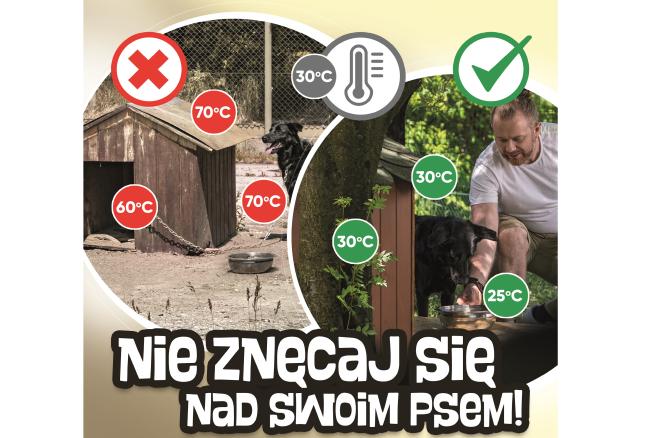 Zadbajmy o bezpieczeństwo psów podczas upałów